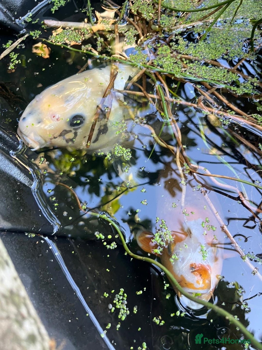 Koi Carp fish for sale: 3 Koi fish for sale - Image 14