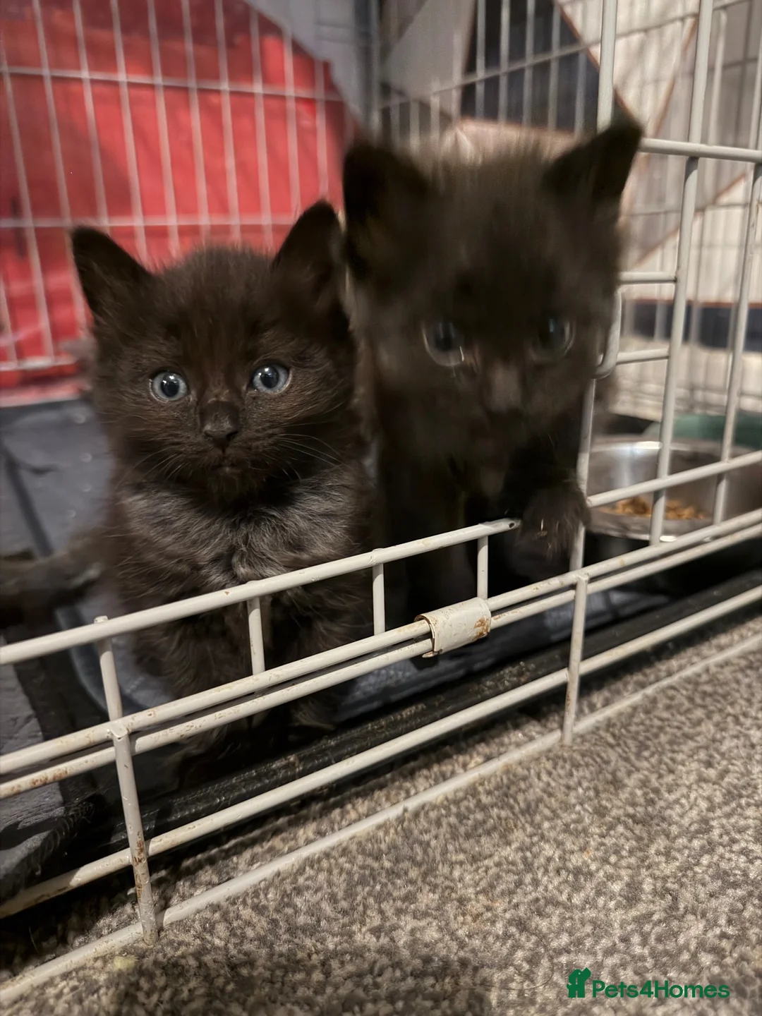 Mixed Breed cats for sale: mixed ragdol - Advert 2