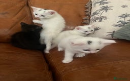 Mixed Breed cats for sale: 4 Adorable kittens - Image 4