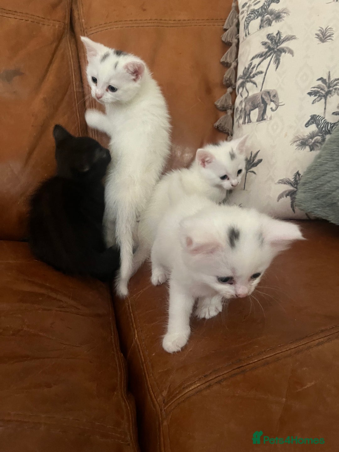 Mixed Breed cats for sale: 4 Adorable kittens - Image 4