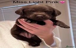 Labrador Retriever dogs for sale: Outstanding Quality Chocolate Labrador Puppies - Image 3