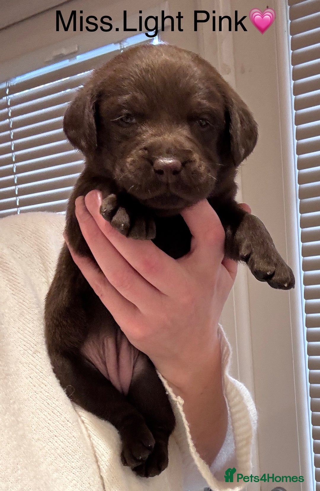 Labrador Retriever dogs for sale: Outstanding Quality Chocolate Labrador Puppies - Image 3
