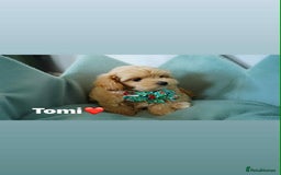 Maltipoo dogs for sale: Tiny F1 Asian Maltipoo puppies. Ready now! - Image 13