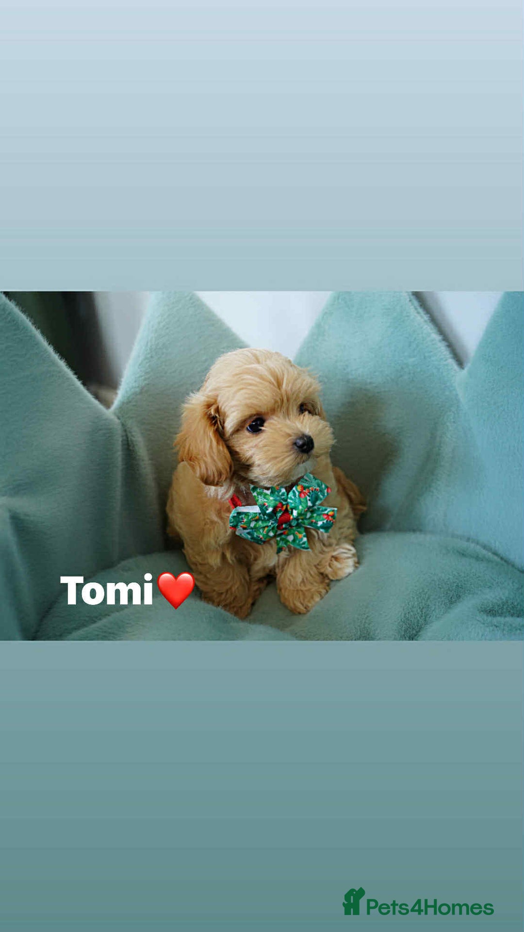 Maltipoo dogs for sale: Tiny F1 Asian Maltipoo puppies. Ready now! - Image 13