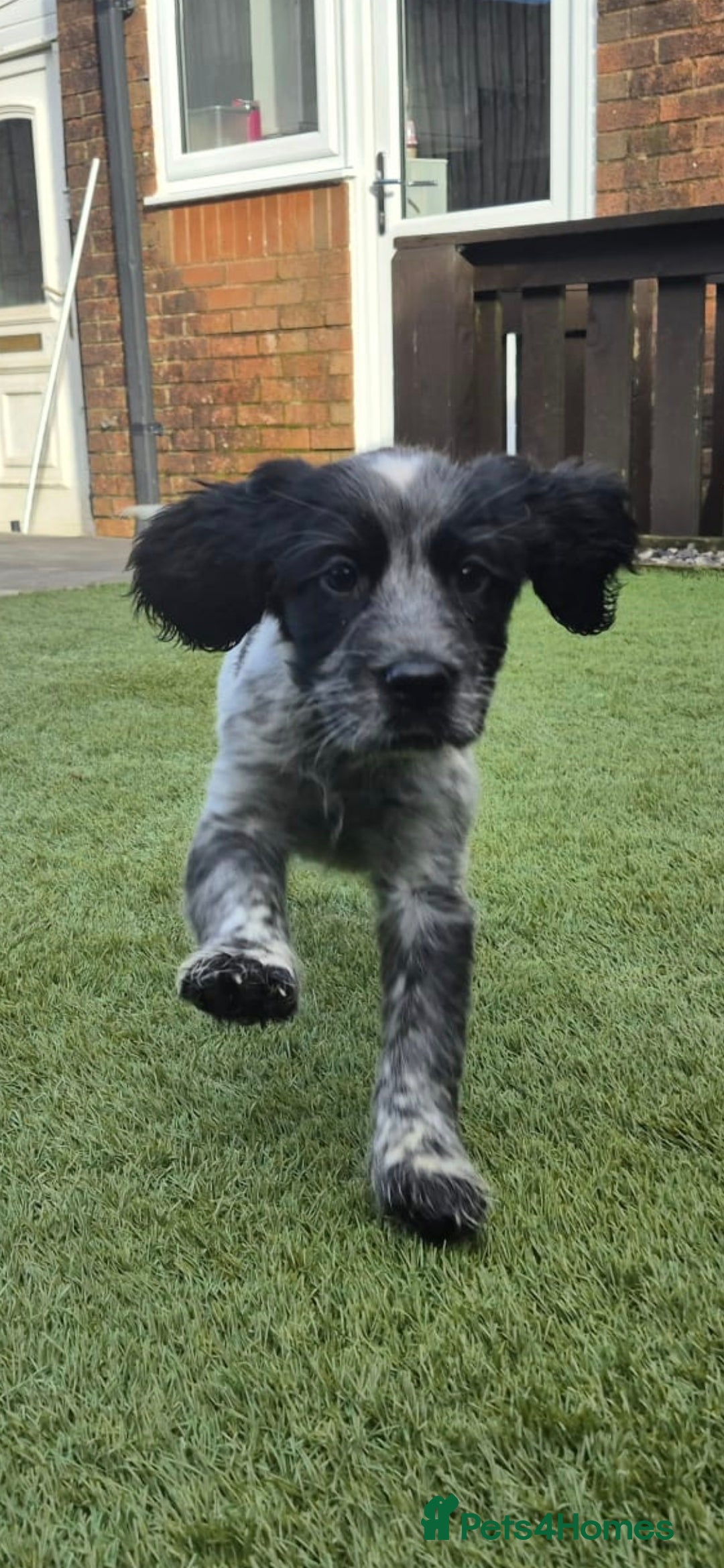 Sprocker dogs for sale: Sprocker Puppies Ready Now.  - Advert 6
