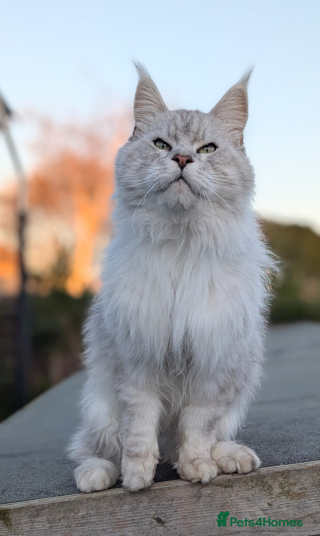 Maine Coon cats for sale: Black Silver Shaded proven stud boy - Advert 9
