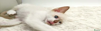 LaPerm Kitten 1