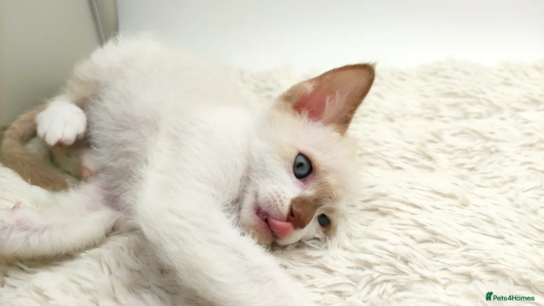 LaPerm cats for sale: Curly LaPerm kittens GCCF reg  - Advert 31