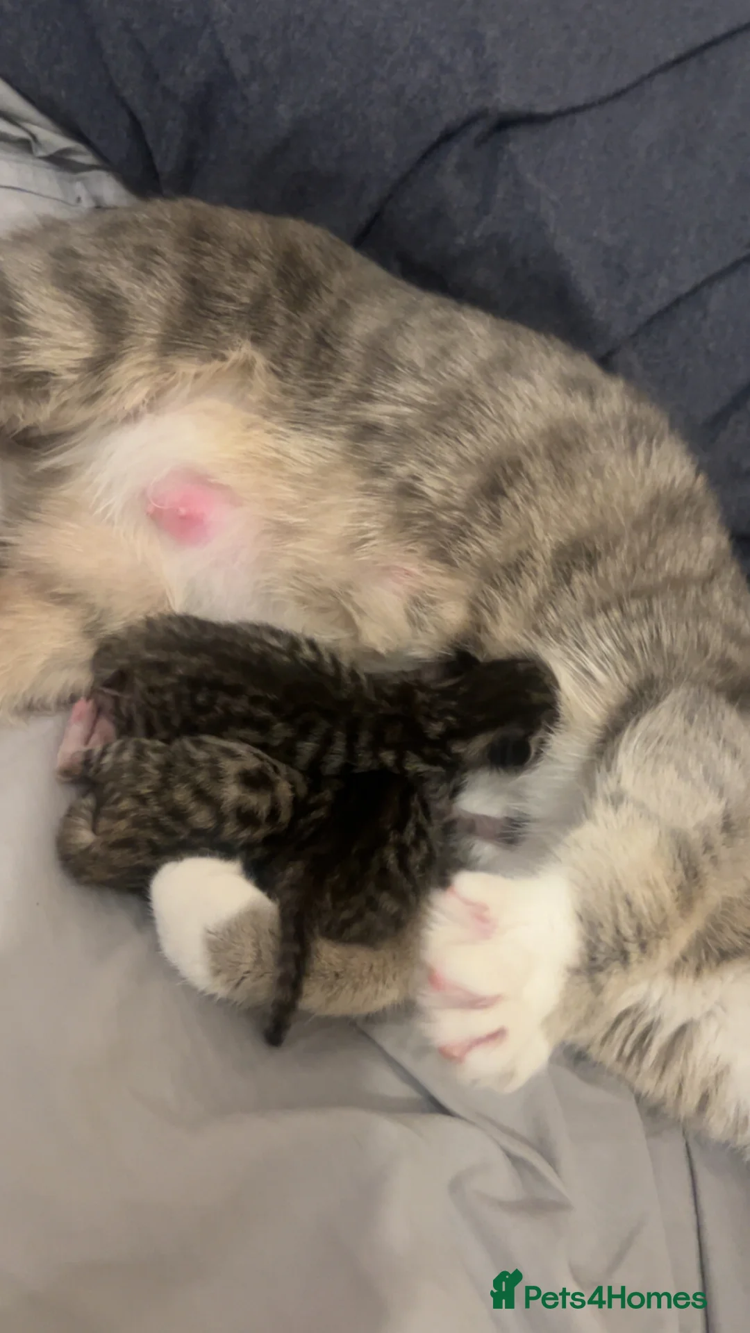 Mixed Breed cats for sale: 3 stunning tabby’s  - Advert 4