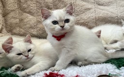 British Shorthair cats for sale: Colourpoints BSH active & non-active available - Image 7