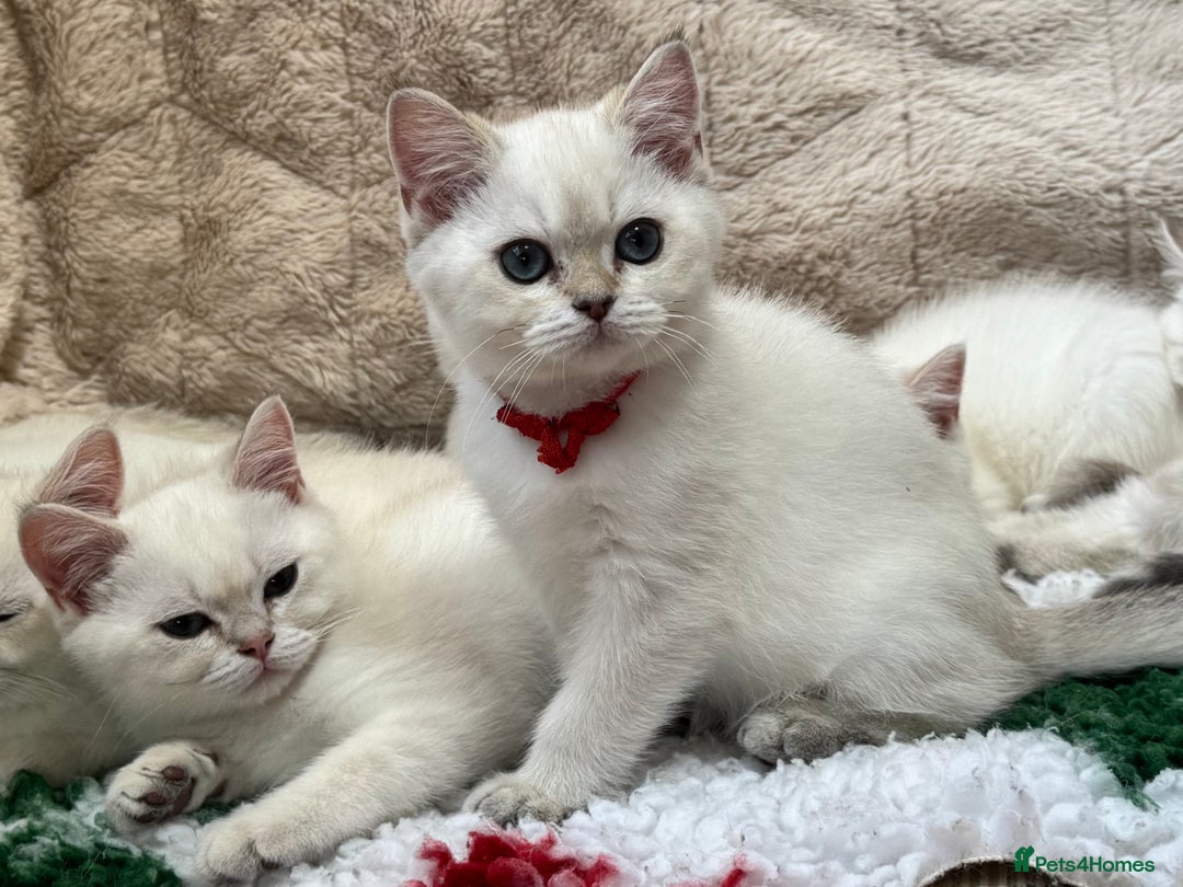 British Shorthair cats for sale: Colourpoints BSH active & non-active available - Image 7