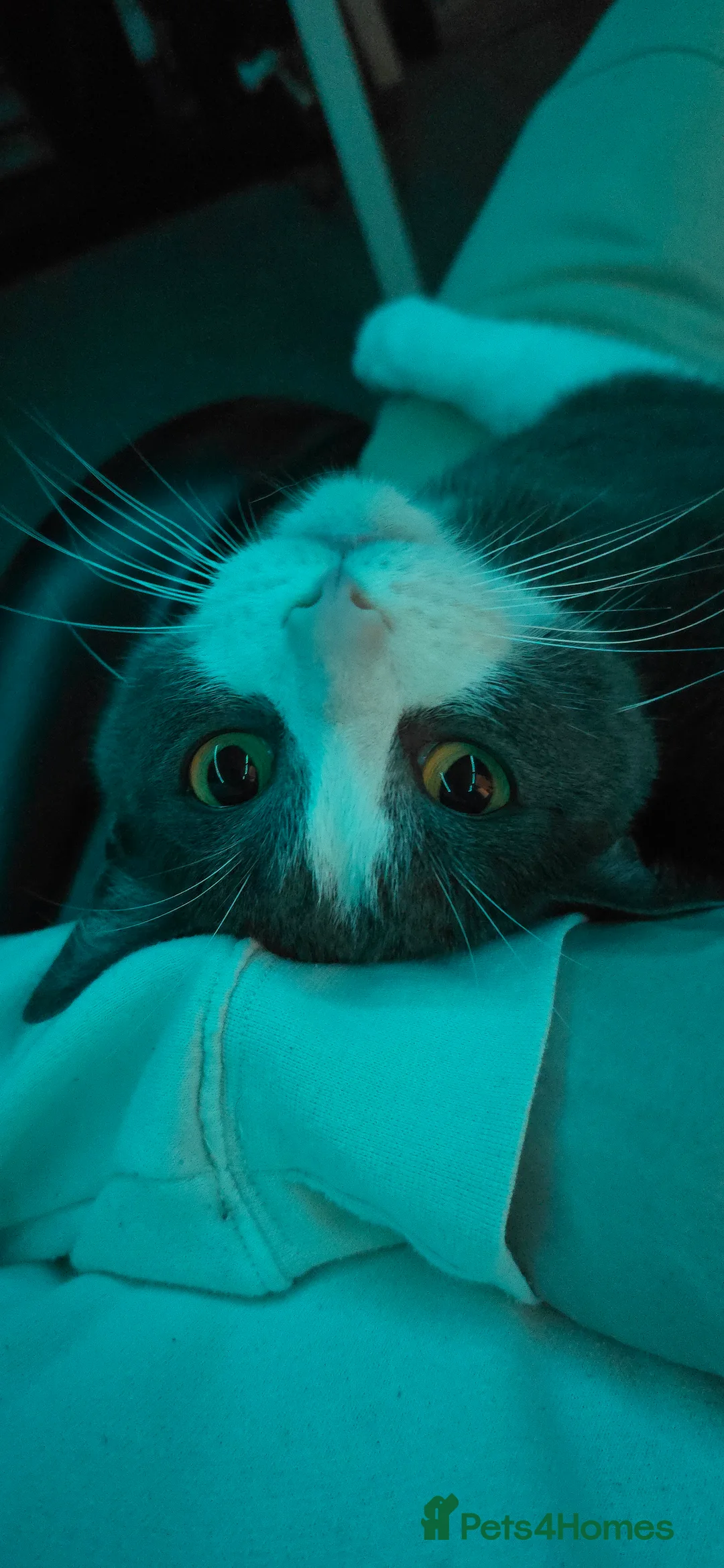 Mixed Breed cats for sale: Juno 7 years old - Advert 4