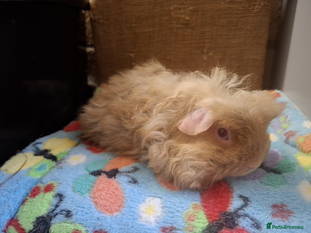 Guinea Pig rodents for sale: Baby Boars Different Breeds/Young Adult Sheltie in Swadlincote - Image 16