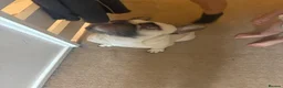 French Bulldog dogs for sale: 2 year old male French bulldog  - Advert 3