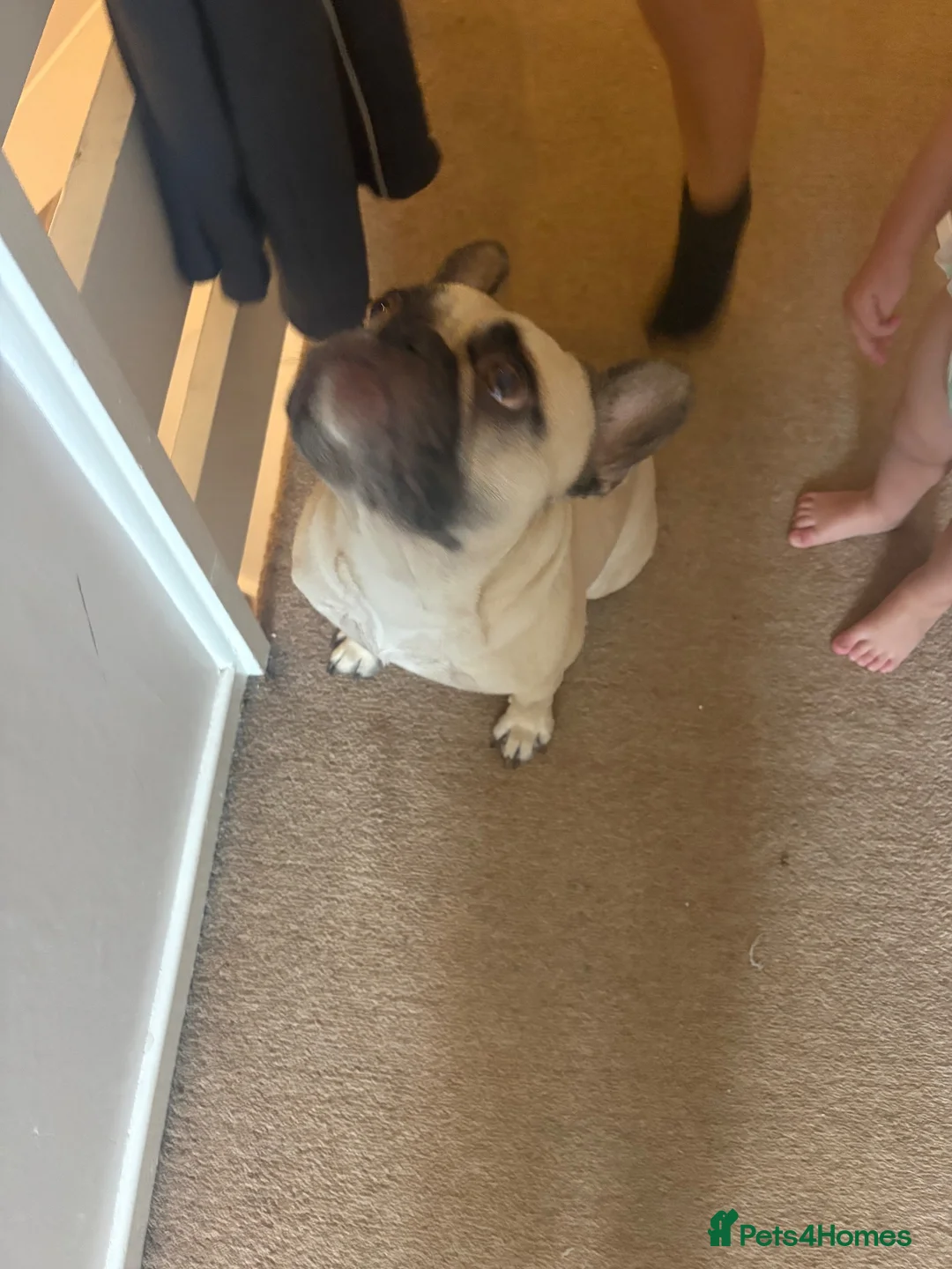 French Bulldog dogs for sale: 2 year old male French bulldog  - Advert 3
