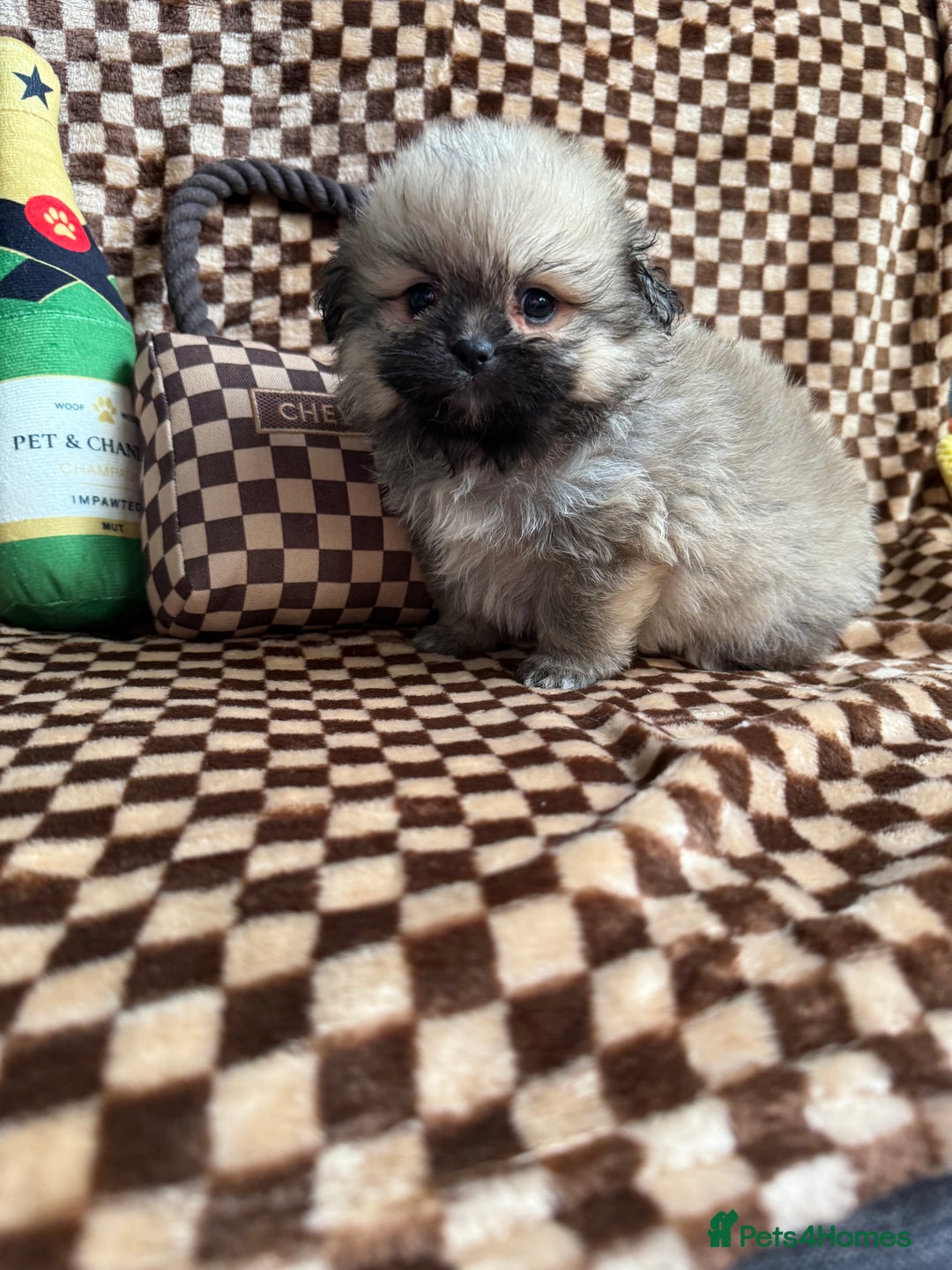 Mixed Breed dogs for sale: RARE  Shipom /pomshi Pomeranian and Shihtzu cross  - Image 20