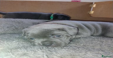 Staffordshire Bull Terrier dogs - Advert 1
