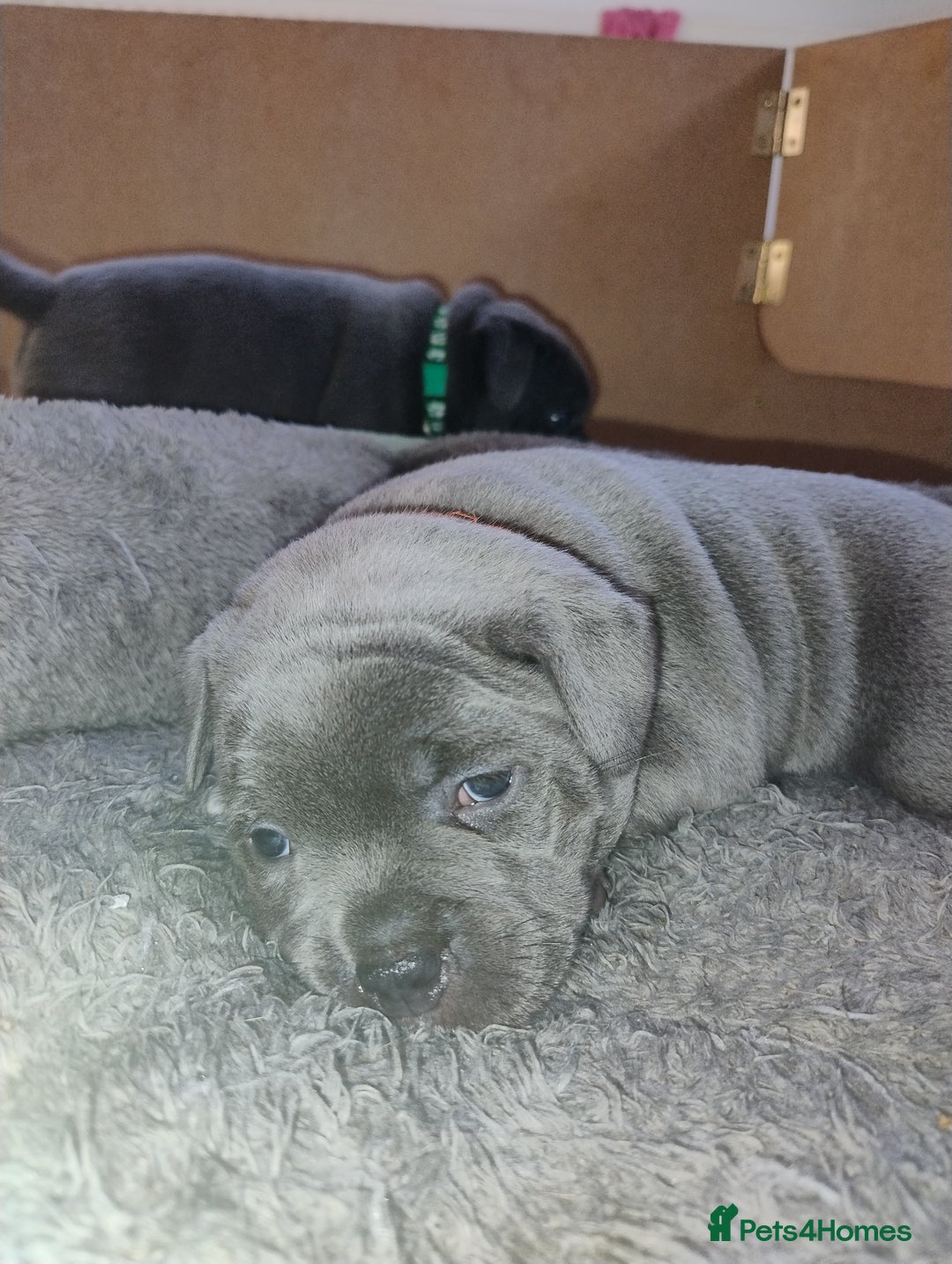 Staffordshire Bull Terrier dogs for sale: Blue Staffie Pups - Image 3