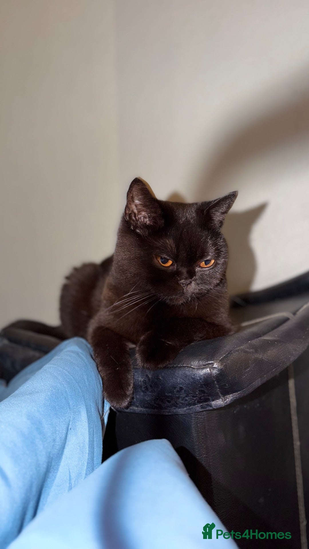 British Shorthair cats Beautiful x2 black female kittens £400 for both - Advert 1