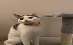 Domestic Shorthair cats for sale: Calico cat- pochita  - Image 2