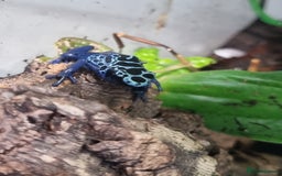 Toad reptiles for sale: Blue poisin dart frogs  - Image 1