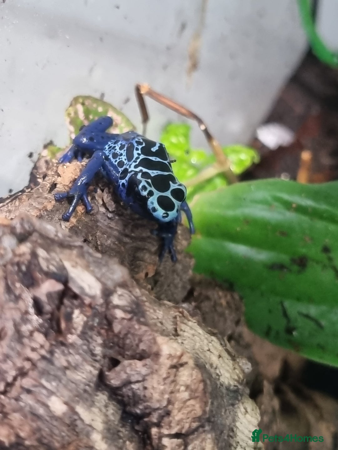 Toad reptiles for sale: Blue poisin dart frogs  - Image 1
