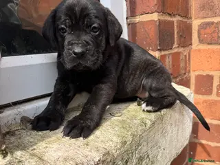 Presa Canario dogs 🏆 Champion Blood elite presa Canario pups!! - Advert 4