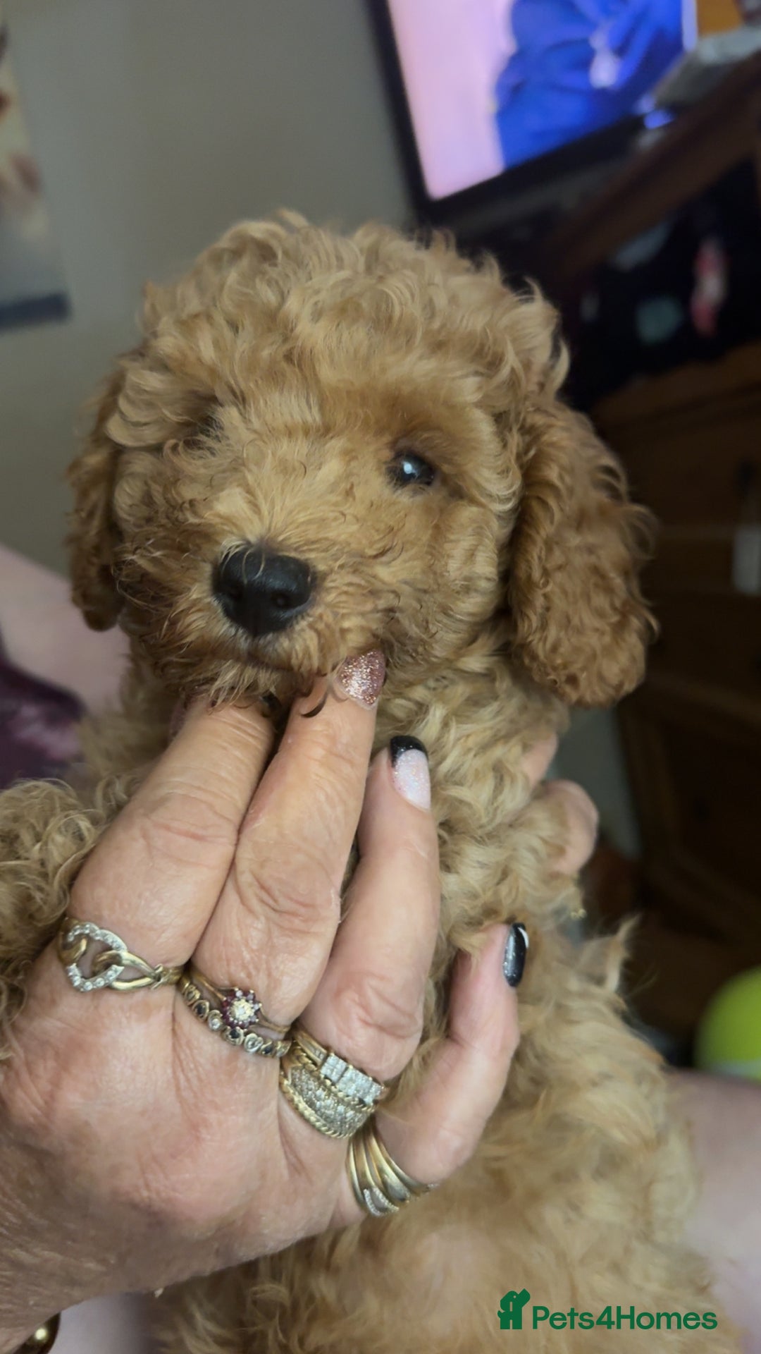 Toy Poodle dogs for sale: Toy poodles for sale READY TO LEAVE NOW  - Image 4