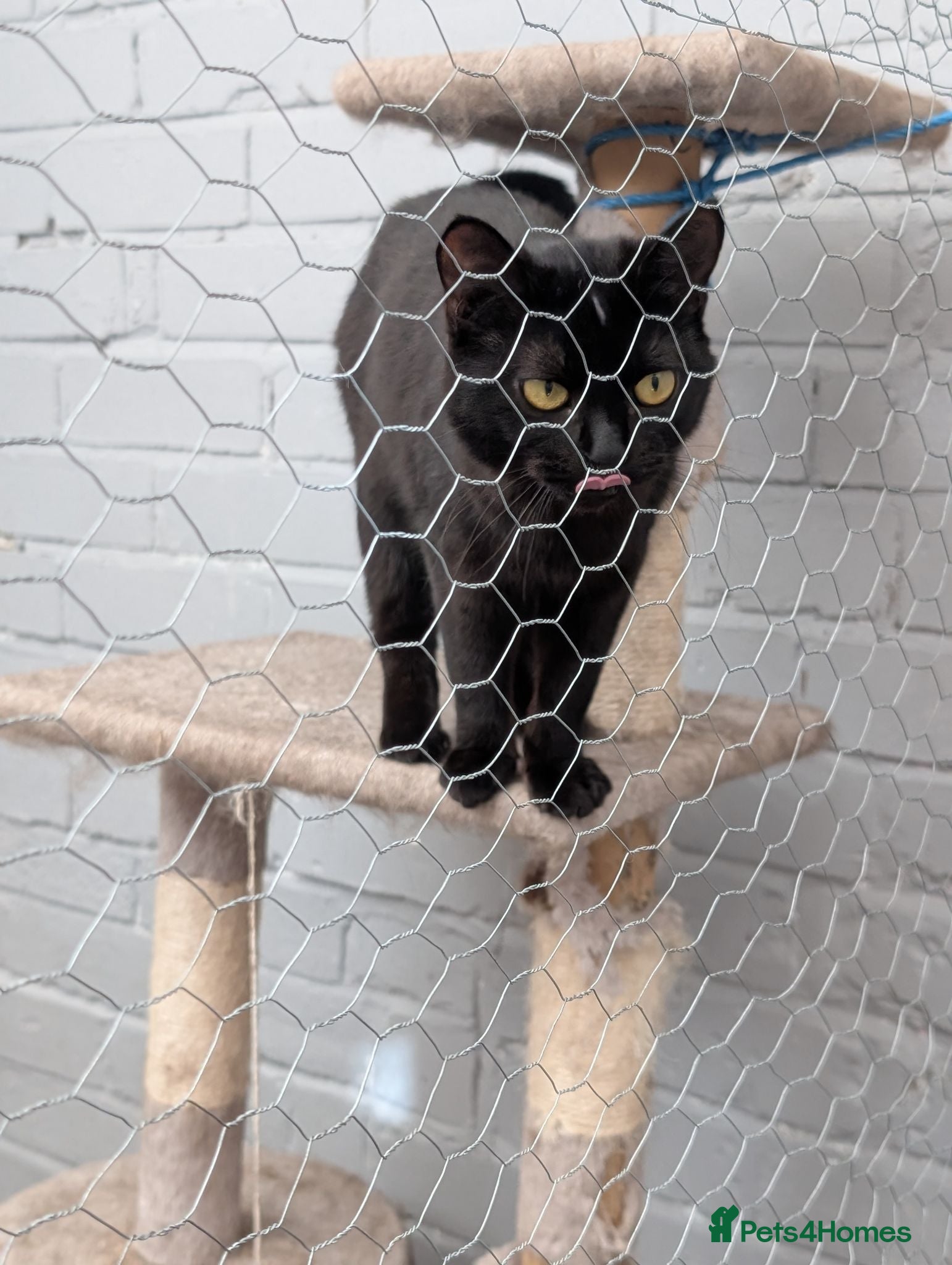 Mixed Breed cats X2 cats  - Advert 1