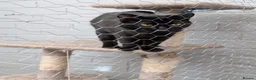 Mixed Breed cats for sale: X2 cats  - Advert 1
