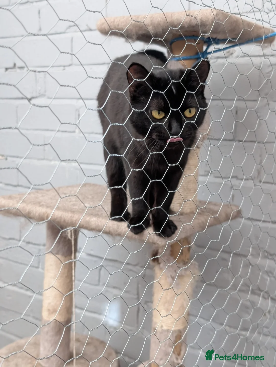Mixed Breed cats for sale: X2 cats  - Advert 1