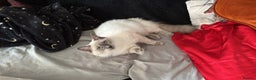 Mixed Breed cats for sale: Ragdoll mix girl needs new home - Advert 24