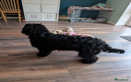 Cockapoo dogs for sale: Cockapoo male 8 months old - Advert 6