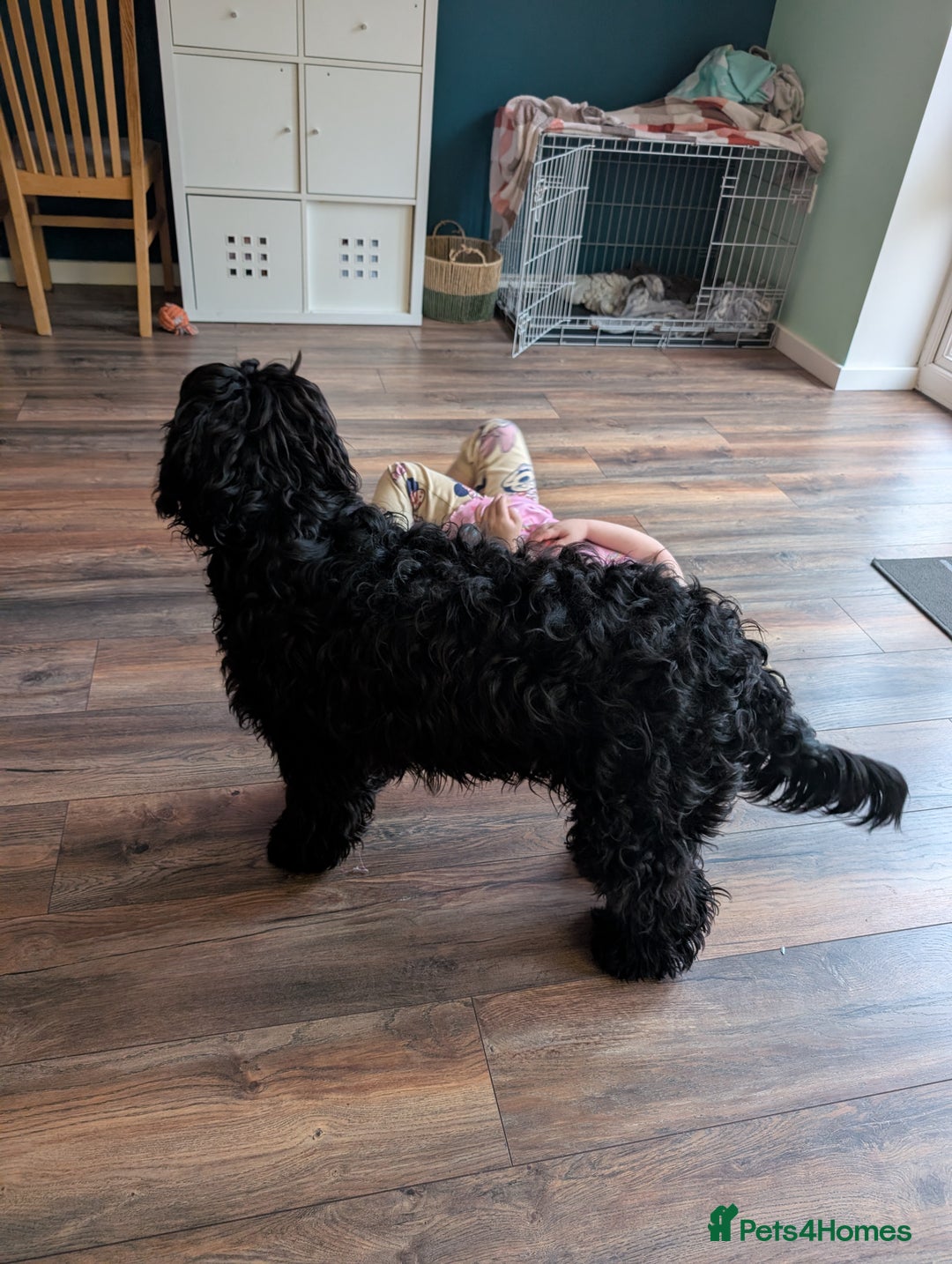 Cockapoo dogs for sale: Cockapoo male 8 months old - Advert 6