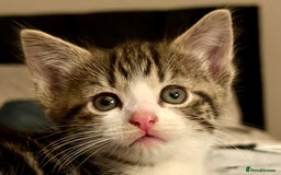 Mixed Breed cats for sale: 4 gorgeous tabby kittens - Image 28