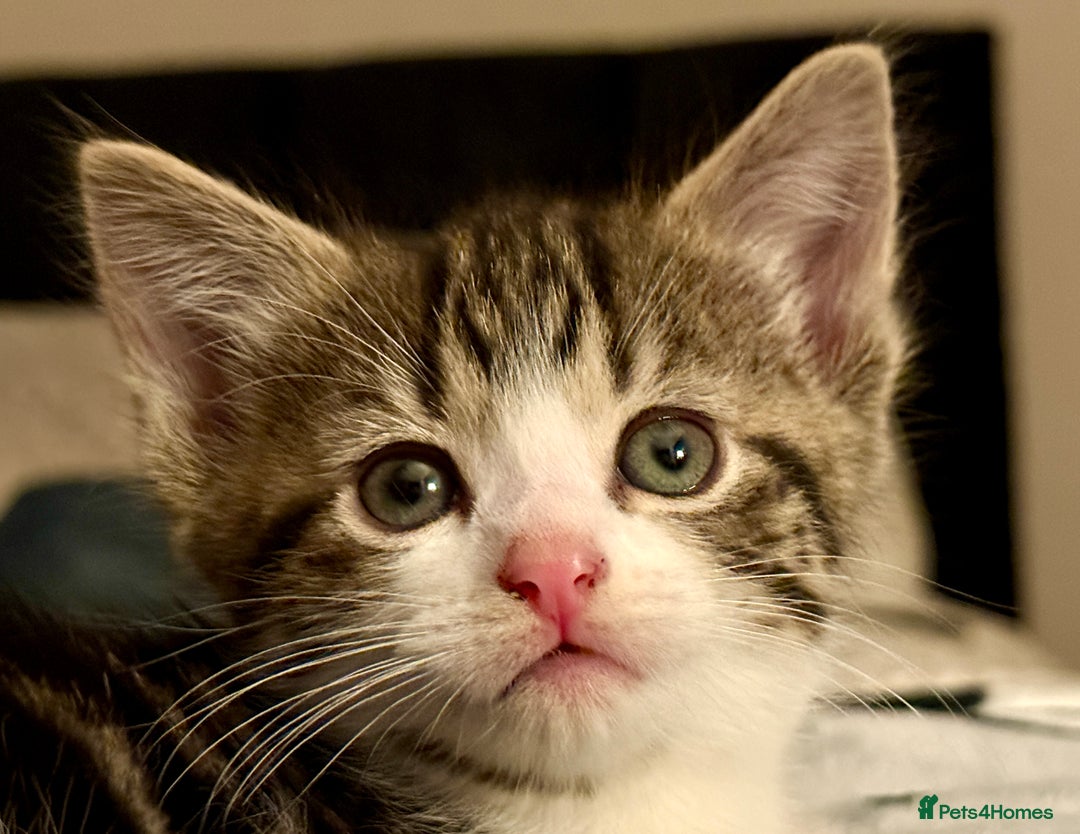 Mixed Breed cats for sale: 4 gorgeous tabby kittens - Image 28