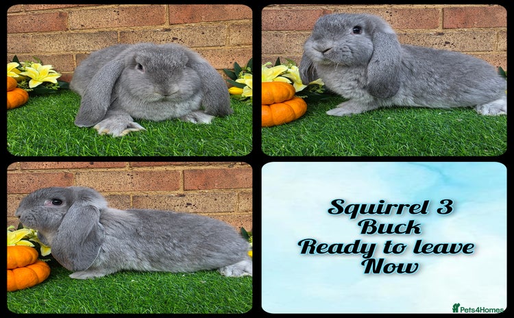 French Lop rabbits - Advert 1