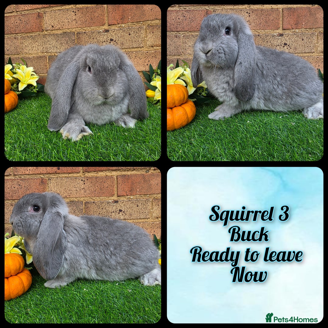 French Lop rabbits for sale: Fully Pedigree French Lops - Advert 1