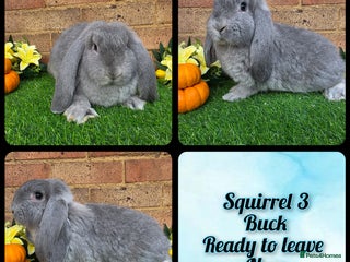 French Lop rabbits - Advert 4