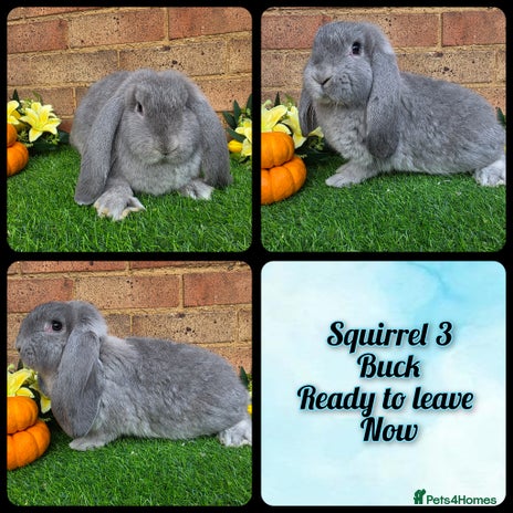 French Lop rabbits - Advert 4