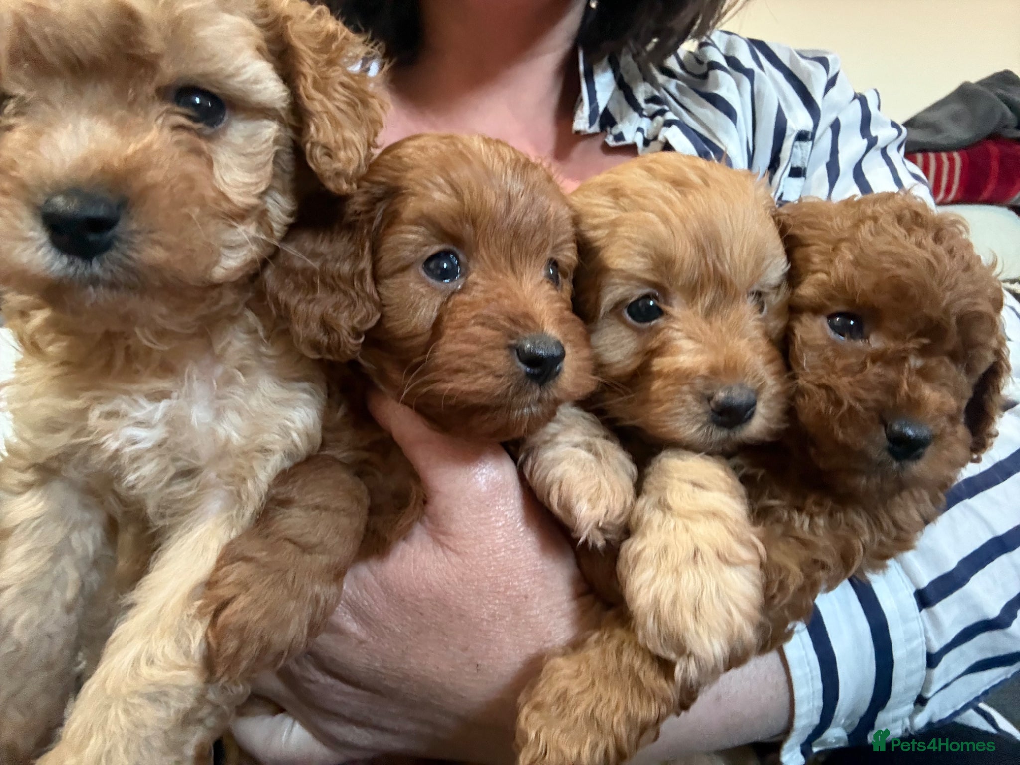Cavapoo dogs Gorgeous cavapoo puppies  - Advert 18