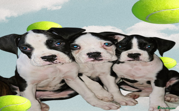 Boxer dogs - Advert 1