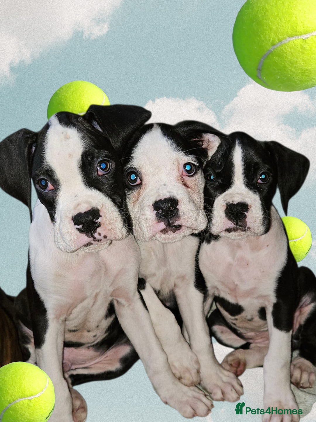 Boxer dogs for sale: READY NOW Kc reg sealed brindle fully vac  - Image 1