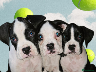 Boxer dogs - Advert 15