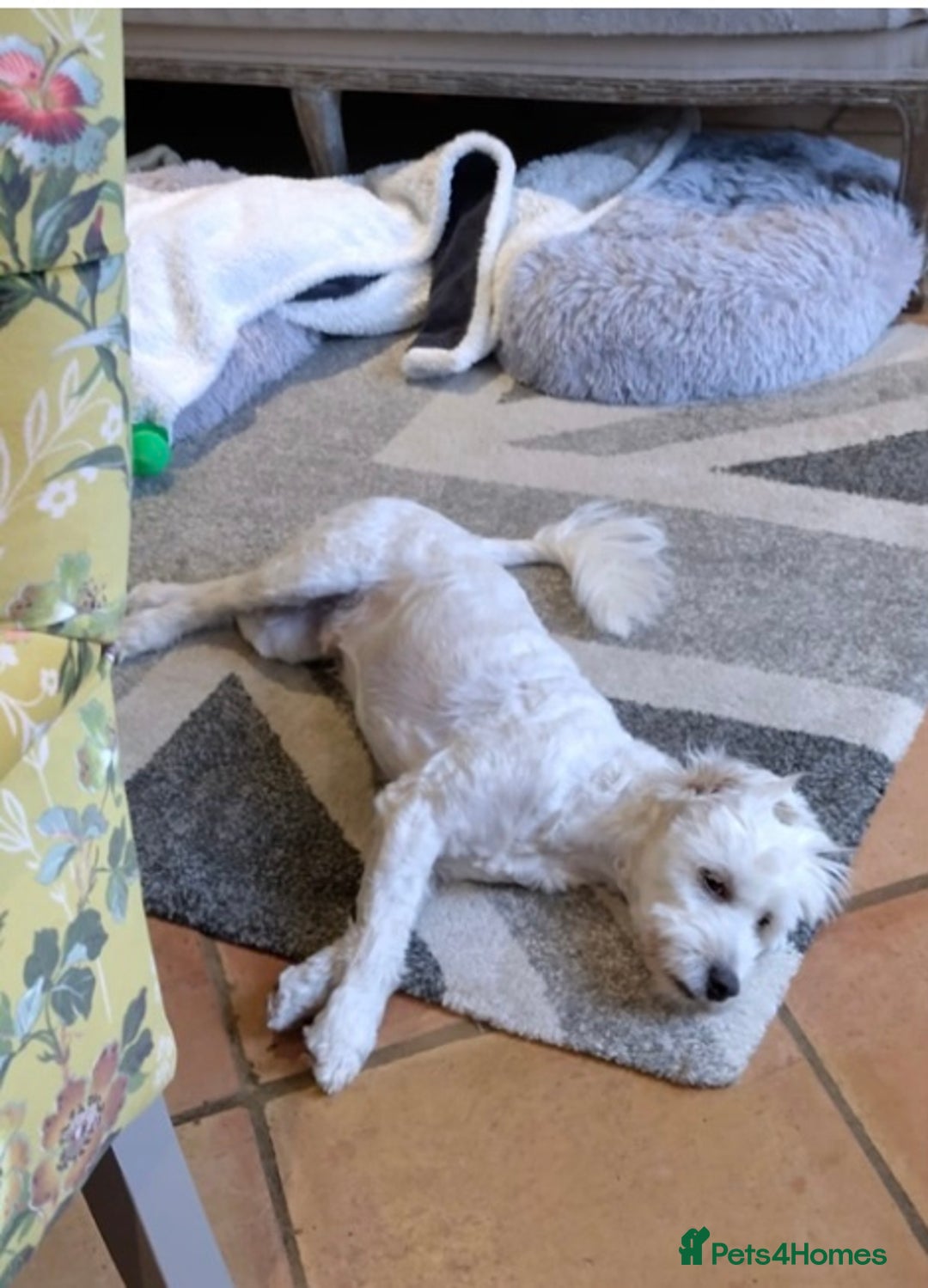 Maltipoo dogs for sale: NEW FAMILY FOR SUPER MALTIPOO BOY - Image 7