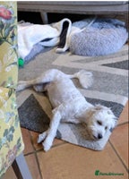 Maltipoo dogs - Advert 10