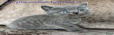 British Shorthair 4 purple collar female 
