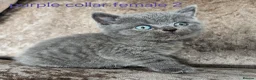 British Shorthair cats for sale: 5 pedigree British blue shorthairs kittens  - Advert 3