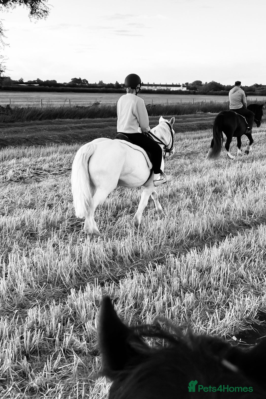 Irish Cob horses for sale: 14.1hh riding mare - Advert 5