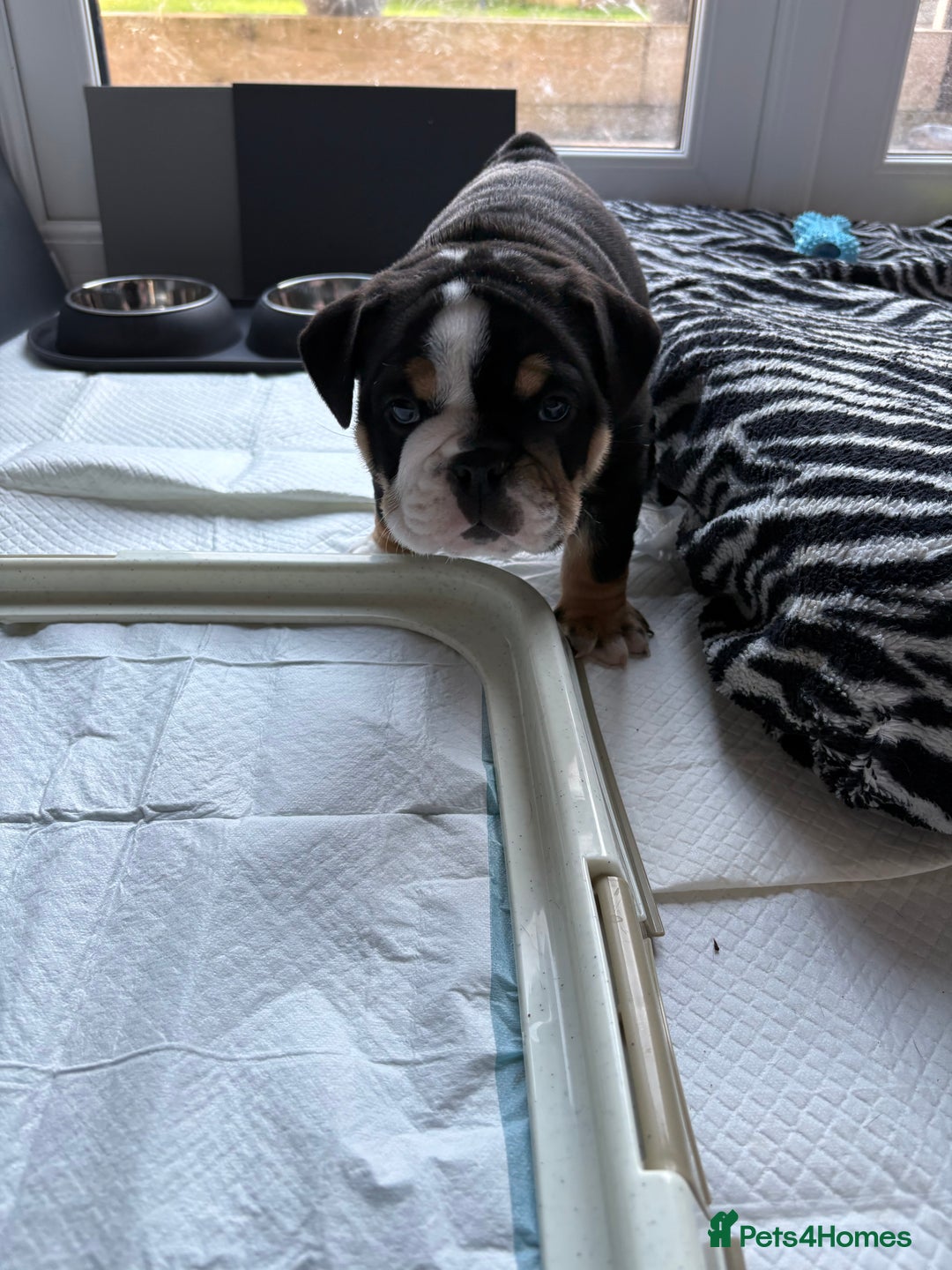 English Bulldog dogs for sale: English bulldog puppies  - Advert 5
